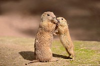 Close-up of a black-tailed prairie dog (Cynomys ludovicianus) mother with her youngster in spring.