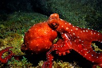 Injured long-armed octopus, observed at night in Corsica´s water. Callistoctopus macropus.
