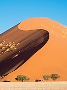 Namibia, Sossusvlei Dunes, Trees in desert