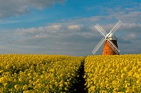 The Halnaker Windmill amonst Rapeseed- Brassica napus,Halnaker, Chichester, West Sussex, England, Uk.