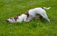 An adult male chihuahua rolling in the grass.