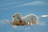 Polar bear (Ursus maritimus) female coming out the den with one three month cub in march. Wapusk National Park, Churchill, Manitoba, Canada.