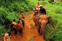Elephant rides from village Kateung. Travel with children. Ratanakiri. Banlung is a good base to visit the countryside; you also can have short elepha...