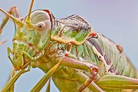 Bush crickets have very small wings, the pronotum resembles a saddle. The atrophied wings of Ephippiger species are unfit to flight and only used for ...