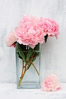 Beautiful pink peonies on white background, still life.