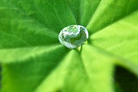 Close up of water droplet on leaf.