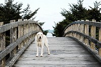 Dog standing on bridge at the beach