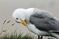 Seagull preening and cleaning feathers