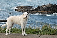 dog on walking path at the ocean