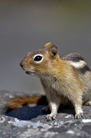 Golden Mantel chipmunk squirrel