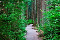 A walking trail through a dense temperate rain forest in Vancouver, Canada.