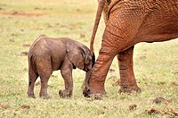 Young playful Baby Elephant, loxodonta africana, nudging nose to get attention or just ham-fisted, Tsavo East National Park, Kenya.