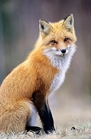 Red fox (Vulpes vulpes), Greater Sudbury, Ontario, Canada.