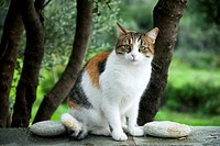 Calico cat sitting on a wall in the garden