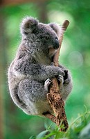 Koala, phascolarctos cinereus.