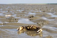 Common Shore Crab, Carcinus maenas, Schleswig-Holstein; Germany.