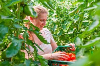 Woman on organic farm harvesting tomatoes in greenhouse, germany.