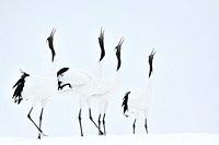 Four Red Crowned Cranes (Grus japonensis) display in courtship.
