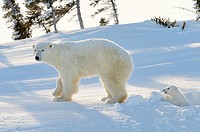 Polar bear (Ursus maritimus) mother with cub coming out freshly opened den, Wapusk national park, Canada.