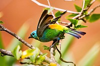 Green-headed tanager spreading its wings to take off.