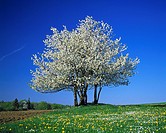  nature, seasons, spring, tree, freestanding, blossoming of a tree, white blooms, dandelion meadow, Hessian Highlands, Hesse. Germany.