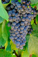 A large bunch of grapes ready for harvest.