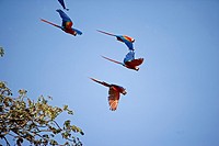 Scarlet Macaw, ara macao, Group in Flight, Los Lianos in Venezuela.