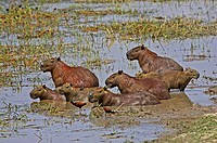 Wattled Jacana and Capybara, hydrochoerus hydrochaeris, standing in Swamp, Los Lianos in Venezuela.