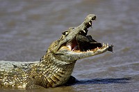 Spectacled Caiman, caiman crocodilus, with a Fish in its Mouth, Los Lianos in Venezuela.