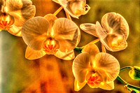 Yellow Phaleonopsis.
