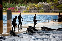 Trainers and Orcas during the show, Loro Parque, Puerto de la Cruz, Tenerife, Canary Islands, Spain, Europe.