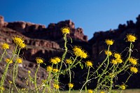 Canyonlands National Park, Utah - Yellow Beeplant (Cleome Lutea) growing at Spanish Bottom on the Colordo River.