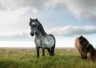 Icelandic horses grazing with expansive sky in background Iceland shot from low angle