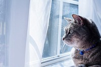 A gray tabby cat with a blue collar and bell looking out a window.
