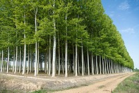 Stand of poplar trees in plantation for plywood production perspective view of trunks in north of Spain