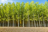 Stand of poplar trees in plantation for plywood production frontal view in north of Spain