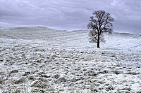 A lone tree in a frozen landscape, County Westmeath, Ireland.