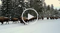 Herd of Bison in Yellowstone National Park walking on the road.
