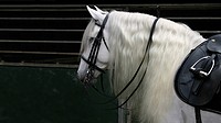 White Andalusian Stallion, Spain.