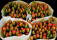 Young Tulips in Amsterdam.