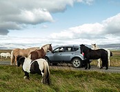 Curious and friendly Icelandic horses surrounding tourist in car, summer in Snaefellsnes, Iceland