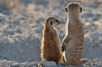 Two meerkats (Suricata suricatta), adult and young, sitting at the burrow entrance, Kgalagadi Transfrontier Park, Northern Cape, South Africa, Africa.