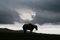 Horse in mongol steppe, Orkhon Valley, Mongolia, Asia.