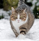 Mackerel Tabby Domestic Cat- Felis catus in snow. Winter, Uk.