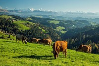 Cattle grazing in Emmental region near Langnau, canton of Bern, Switzerland.