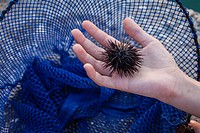 A child holds a sea urchin, Echinoidea. Astros, Arcadia, Peloponnese, Greece.