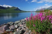 Stora sjöfallets national park, mountains with snow on in the background and fireweed in foreground, Gällivare, Swedish lapland.
