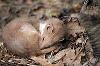 Sleepy Mustela nivalis, european weasel in Iberian range mountains,  Spain, Europe.