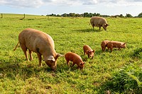 a free-range group of pigs pasturing on a grass field in green Cornwall countryside.