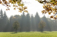 Sun Gazes through Trees in Botanica Recreational Gardens in Autumn. Bad Schallerbach. Austria.
